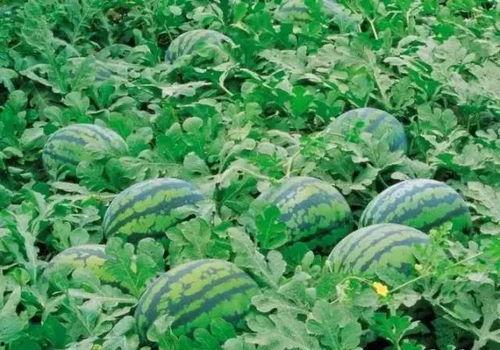 泰国西瓜最新爆料,揭秘神秘事件背后的真相 第1张 泰国西瓜最新爆料,揭秘神秘事件背后的真相 第1张