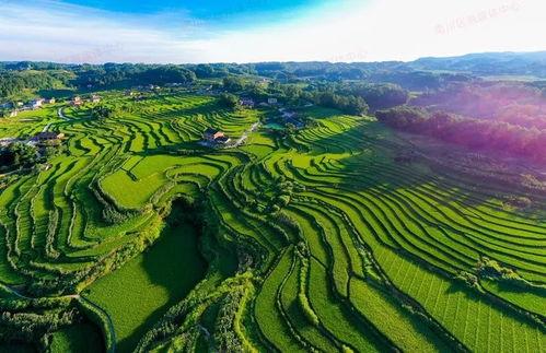 重庆爆料南川新闻  第3张